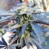 Fruit Spirit Feminized Cannabis Seeds | Fruit Spirit Strain | The Seed Fair