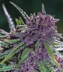 Fucking Incredible Autoflowering Feminized Marijuana Seeds | The Seed Fair