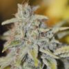 Furious Candy Feminized Cannabis Seeds | Furious Candy Strain | The Seed Fair