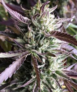 Gelato Fast Blooming Feminized Cannabis Seeds | The Seed Fair