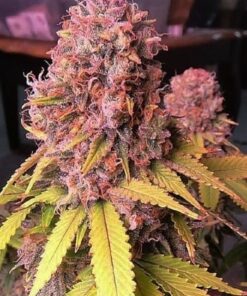 Gelato Cake Feminized Cannabis Seeds | Gelato Cake Strain | The Seed Fair