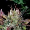 Gelato Glue Feminized Cannabis Seeds | Gelato Glue Strain | The Seed Fair | The Seed Fair Gelato Glue Feminized Cannabis Seeds | Gelato Glue Strain | The Seed Fair