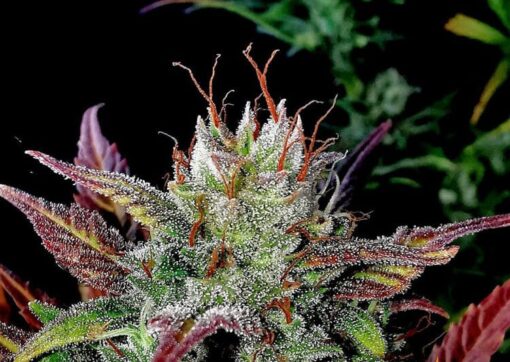 Gelato Glue Feminized Cannabis Seeds | Gelato Glue Strain | The Seed Fair