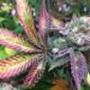 Godberry Autoflowering Feminized Marijuana Seeds | Godberry Strain | The Seed Fair
