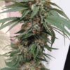 Gods Green Crack Autoflowering Marijuana Seeds | Gods Green Strain | The Seed Fair