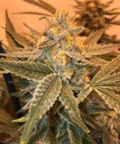 Golden Nugget Autoflowering Feminized Marijuana Seeds | Golden Nugget | The Seed Fair