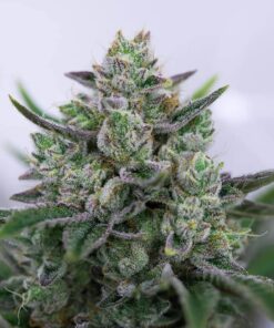 Goo Autoflowering Feminized Marijuana Seeds | Goo Autoflowering Strain | The Seed Fair