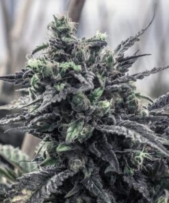 Grape Skunk Autoflowering Marijuana Seeds | Grape Skunk Strain | The Seed Fair