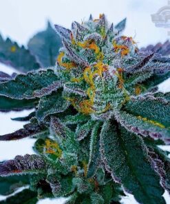 Gravity Autoflowering Feminized Marijuana Seeds | Gravity Strain | The Seed Fair