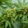 Green Goblin AutoFloring Marijuana Seeds | Green Goblin Strain | The Seed Fair