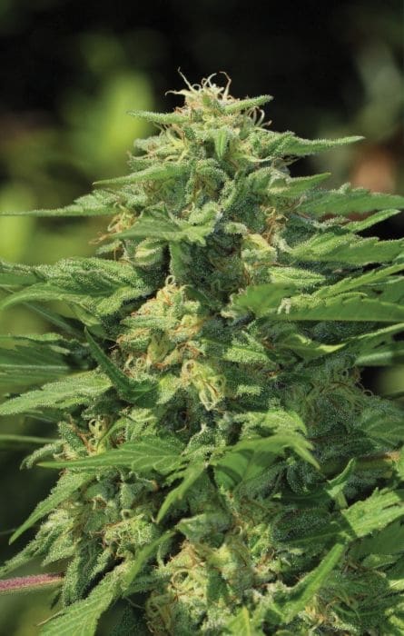 Green Queen AutoFlowering Marijuana Seeds | Green Queen Strain | The Seed Fair