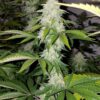 Green Ribbon AutoFlowering Marijuana Seeds | Green Ribbon Strain | The Seed Fair