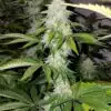 Green Ribbon AutoFloring Marijuana Seeds | Green Ribbon Strain | The Seed Fair
