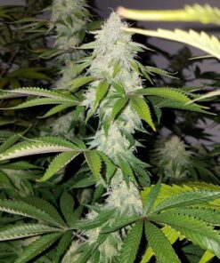 Green Ribbon AutoFlowering Marijuana Seeds | Green Ribbon Strain | The Seed Fair