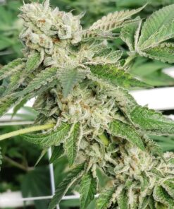 Guptilla Autoflowering Feminized Marijuana Seeds | Guptilla Strain | The Seed Fair
