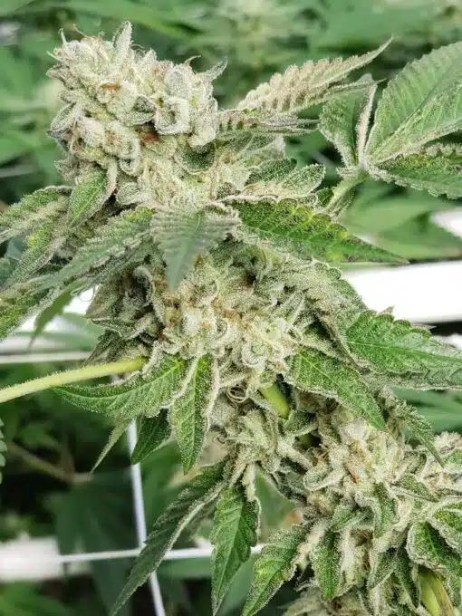 Guptilla Autoflowering Feminized Marijuana Seeds | Guptilla Strain | The Seed Fair