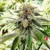 Hash Plant Autoflowering Marijuana Seeds | Hash Plant Strain | The Seed Fair