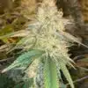 Hashbar OG Autoflowering Feminized Marijuana Seeds | Hashbar OG | The Seed Fair