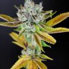 Illuminati OG Autoflowering Feminized Marijuana Seeds | Illuminati OG | The Seed Fair