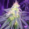 Island Sweet Skunk Autoflowering Marijuana Seeds | Island Sweet Strain | The Seed Fair