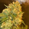 Jawa Pie Autoflowering Feminized Marijuana Seeds | Jawa Pie Strain | The Seed Fair