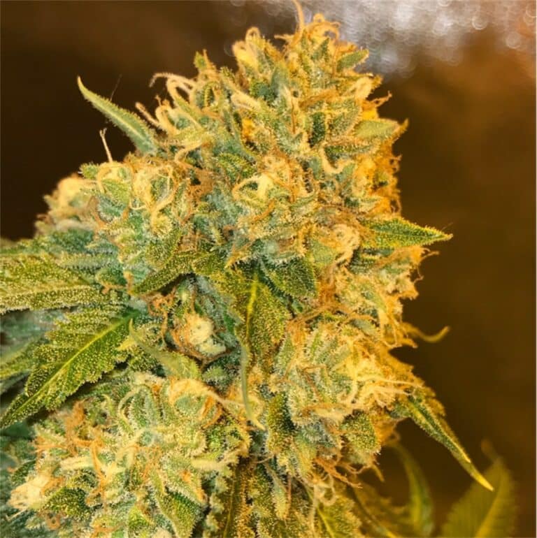 Jawa Pie Autoflower Seeds | The Seed Fair