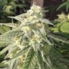 Jedi Kush AutoFlowering Feminized Marijuana Seeds | Jedi Kush Strain | The Seed Fair
