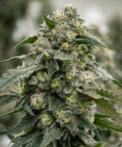 Jelly Roll Autoflowering Feminized Marijuana Seeds | Jelly Roll Strain | The Seed Fair