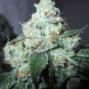 King Louis XIII Autoflowering Feminized Marijuana Seeds | King Louis | The Seed Fair