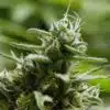 Lavender Jones Autoflowering Marijuana Seeds | Lavender Jones Strain | The Seed Fair