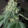 Lee Roy Autoflowering Feminized Marijuana Seeds | Lee Roy Strain | The Seed Fair