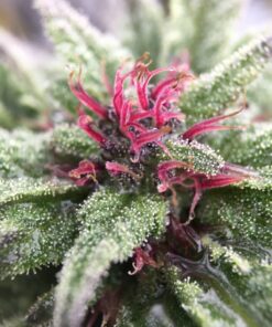 Lethal Purple Autoflowering Feminized Marijuana Seeds | Lethal Purple | The Seed Fair