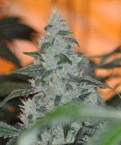 Master Jedi AutoFlowering Feminized Marijuana Seeds | Master Jedi Strain | The Seed Fair