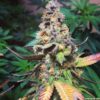Master Yoda AutoFlowering Marijuana Seeds | Master Yoda Strain | The Seed Fair
