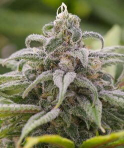 Maui AutoFlowering Marijuana Seeds | Maui Autoflowering Strain | The Seed Fair