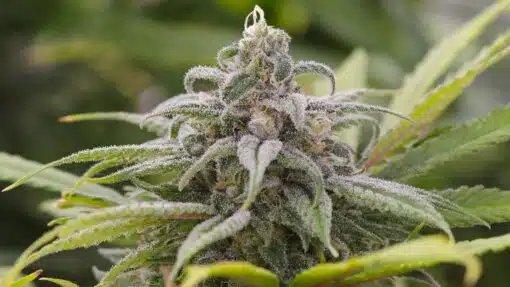 Maui AutoFlowering Marijuana Seeds | Maui Autoflowering Strain | The Seed Fair