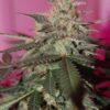 MedGom CBD Autoflowering Marijuana Seeds | MedGom Strain | The Seed Fair