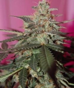 MedGom CBD Autoflowering Marijuana Seeds | MedGom Strain | The Seed Fair