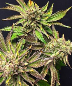 Mint Chocolate Chip Autoflowering Feminized Marijuana Seeds | The Seed Fair