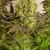 Motavation Autoflowering Feminized Marijuana Seeds | Motavation | The Seed Fair