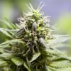 Mr. Nice Autoflowering Feminized Marijuana Seeds | Mr. Nice Strain | The Seed Fair
