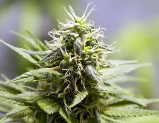 Mr. Nice Autoflowering Feminized Marijuana Seeds | Mr. Nice Strain | The Seed Fair