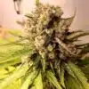 Mr. Nice Autoflowering Feminized Marijuana Seeds | Mr. Nice Strain | The Seed Fair | The Seed Fair Mr. Nice Autoflowering Feminized Marijuana Seeds | Mr. Nice Strain | The Seed Fair