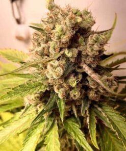 Mr. Nice Autoflowering Feminized Marijuana Seeds | Mr. Nice Strain | The Seed Fair