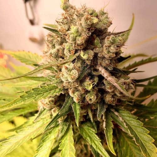 Mr. Nice Autoflowering Feminized Marijuana Seeds | Mr. Nice Strain | The Seed Fair