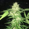 New Glue Autoflowering Marijuana Seeds | New Glue Strain | The Seed Fair