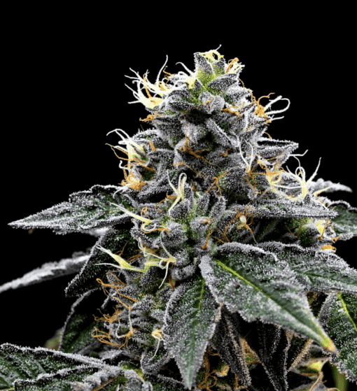 Night Train Autoflowering Feminized Marijuana Seeds | Night Train | The Seed Fair
