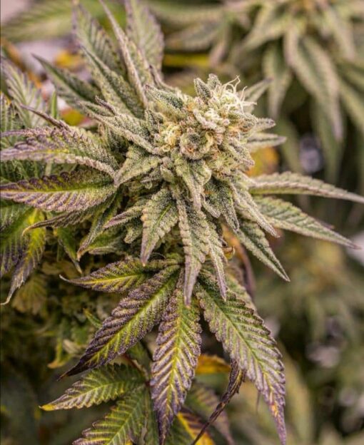 Fast Flowering OGKZ Feminized Cannabis Seeds | The Seed Fair