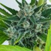 Ogre Berry Autoflowering Feminized Marijuana Seeds | Ogre Berry | The Seed Fair