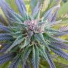 Ortega Autoflowering Feminized Marijuana Seeds | Ortega Strain | The Seed Fair